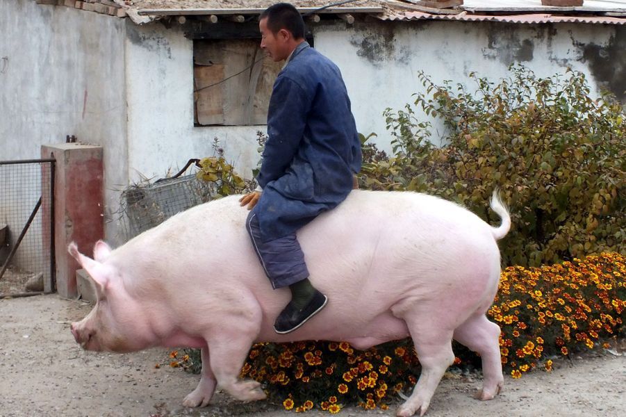 Des Animaux De Compagnie Pas Comme Les Autres