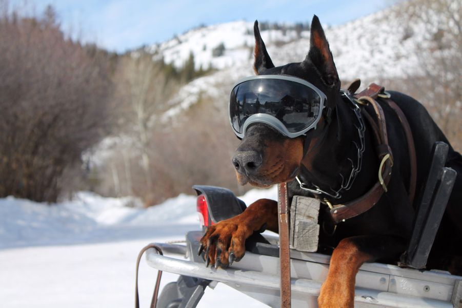 Rex Specs Des Masques Pour Les Chiens Habitués Au Grand Air