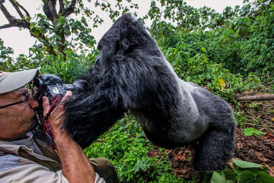 Duel dans la jungle gare au gorille