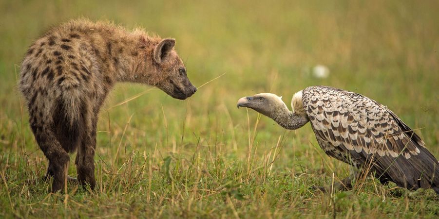 Hyène vs vautour - Face à face pour le repas