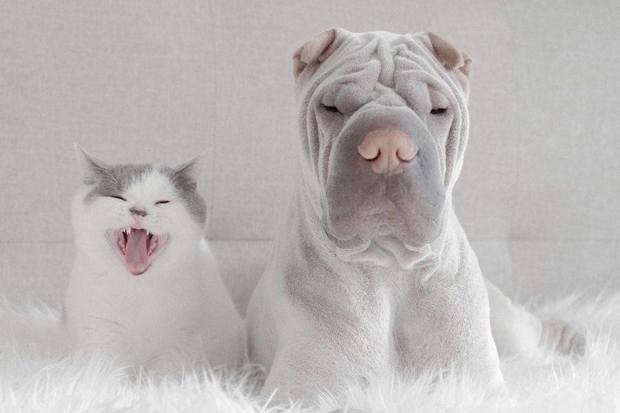 Paddington Le Shar Pei Et Butler Le Chaton Ils Sentendent