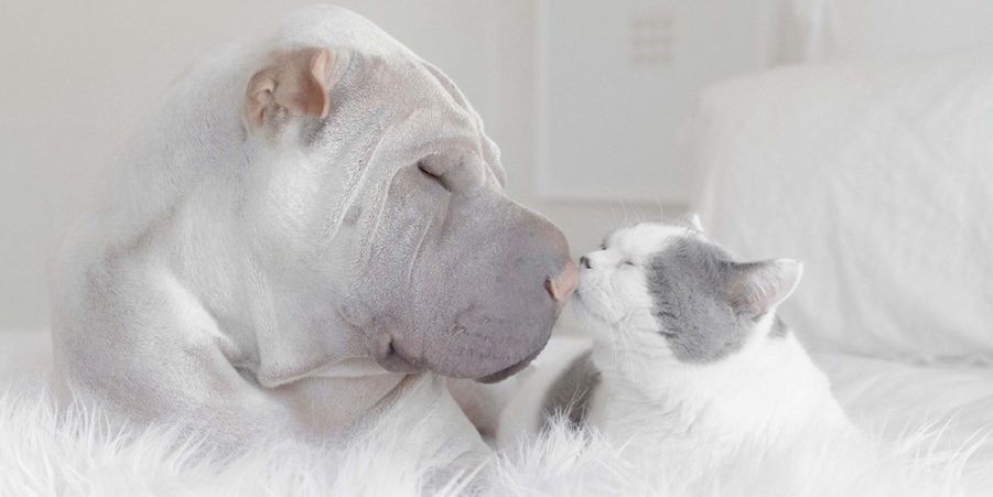 Paddington Le Shar Pei Et Butler Le Chaton Ils Sentendent