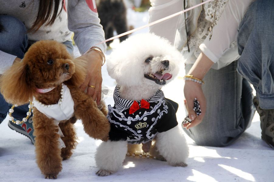 Comment S'appelle Le Chien De Marie Pix