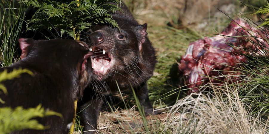 Menaces Par Un Cancer L Australie Reintroduit Des Diables De Tasmanie Dans La Nature