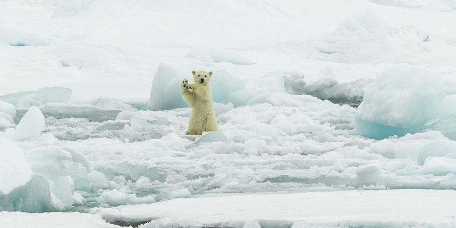 En Norvege La Danse De L Ours Polaire