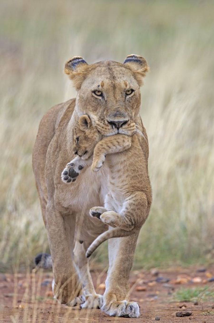 Au Kenya - La lionne récupère son petit fugueur