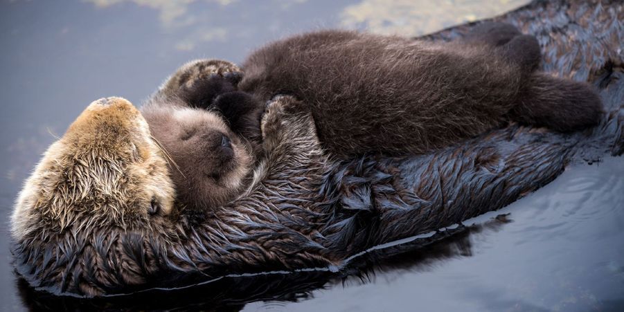 La Maman Loutre Jamais Sans Son Petit