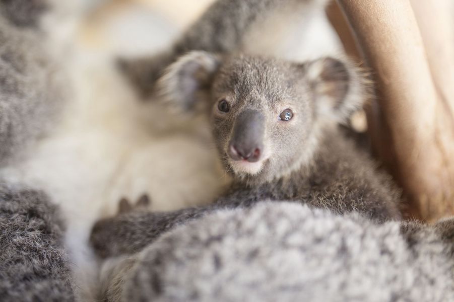 En Australie - Le petit koala n'a pas peur pour son gros plan