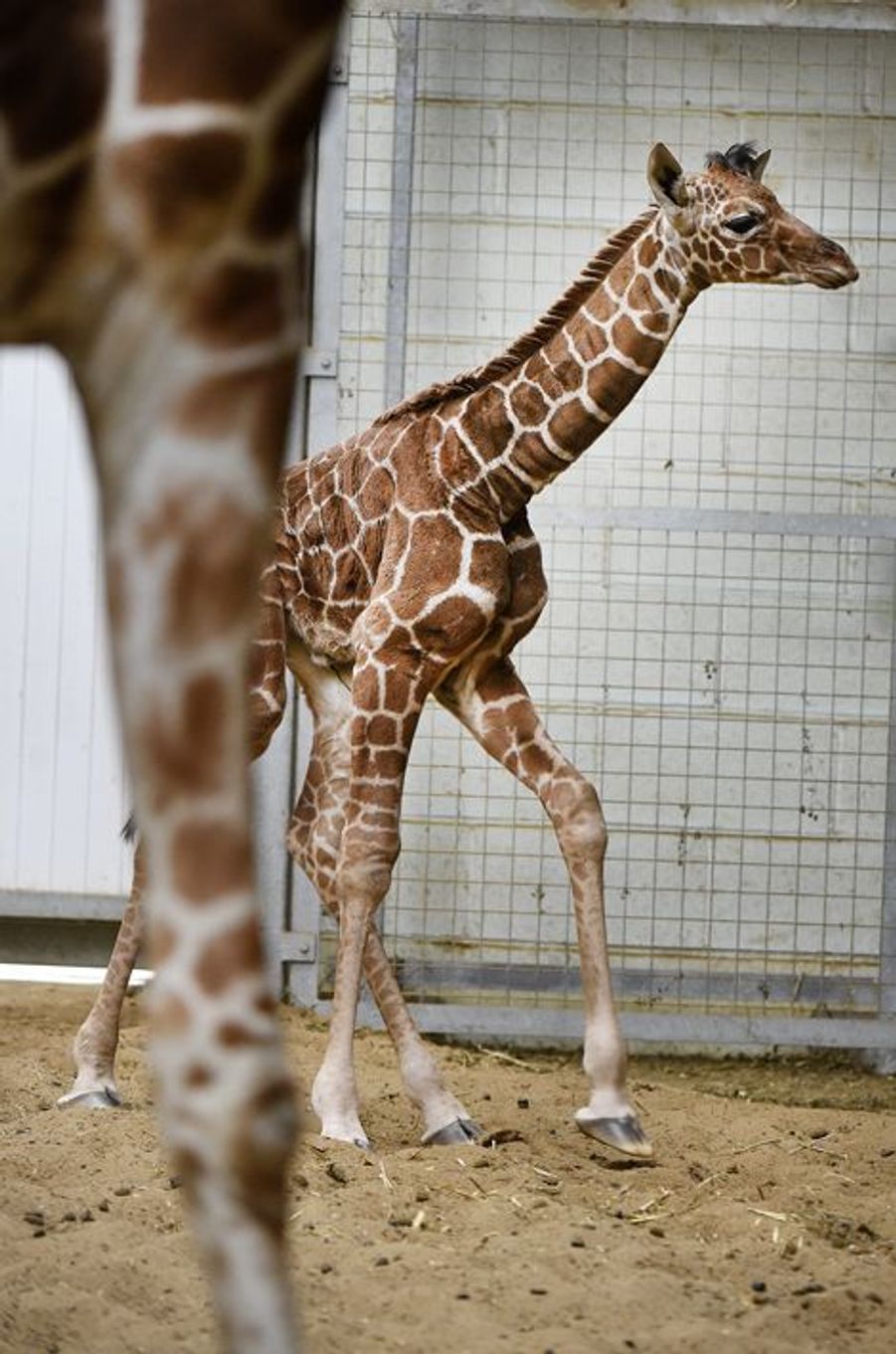 Nuru la petite girafe pousse bien