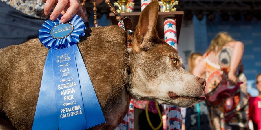 En Californie Quasi Modo élu Chien Le Plus Laid Du Monde