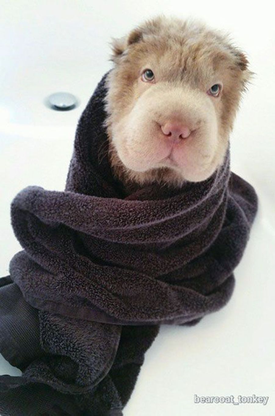 Tonkey, le chiot le plus mignon du monde