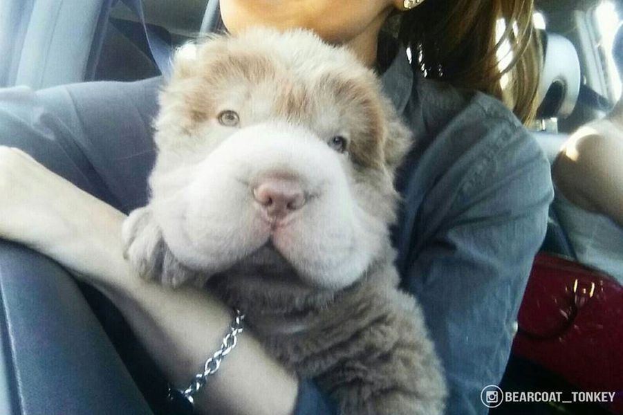 Tonkey, le chiot le plus mignon du monde