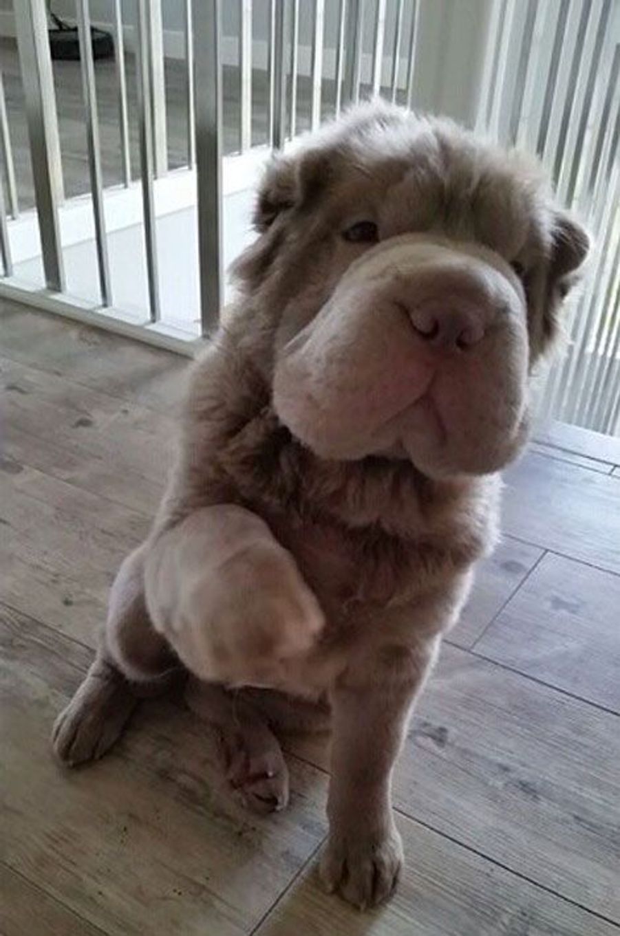 Tonkey, le chiot le plus mignon du monde