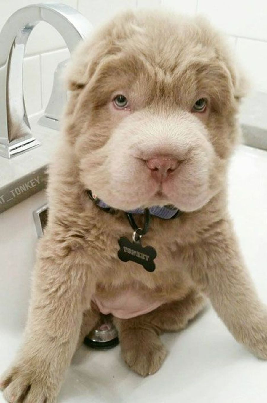 Tonkey, le chiot le plus mignon du monde