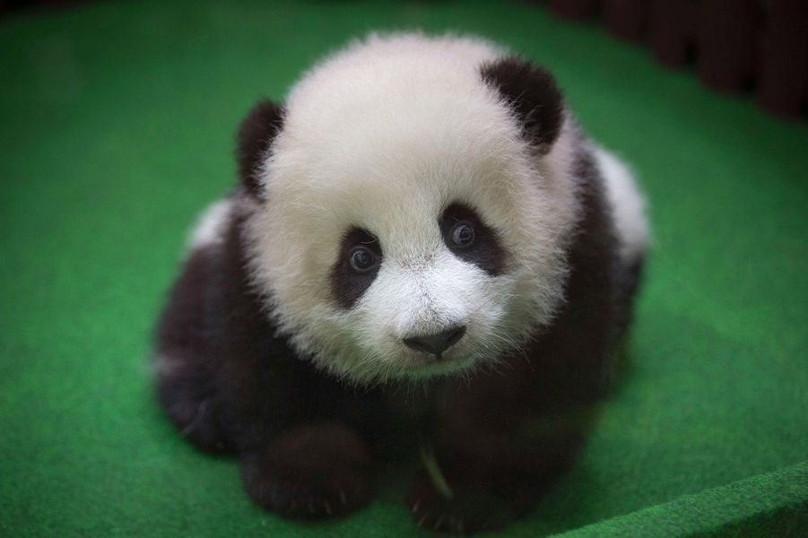 Un Nouveau Bebe Panda Est Ne Au Zoo De Kuala Lumpur