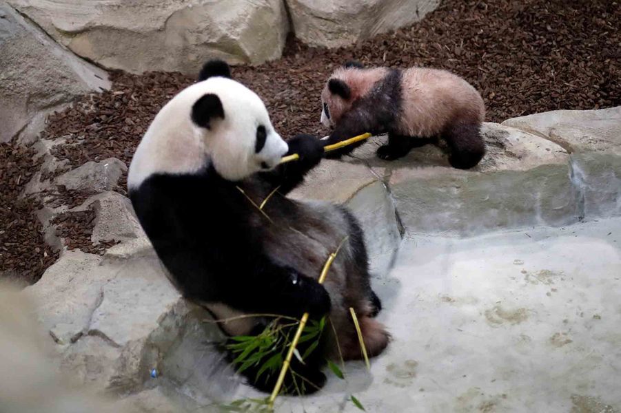 Zoo de Beauval: première sortie en public pour le bébé ...