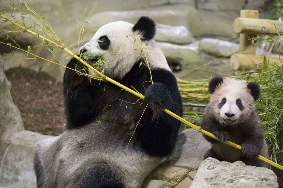 Zoo de Beauval: première sortie en public pour le bébé ...