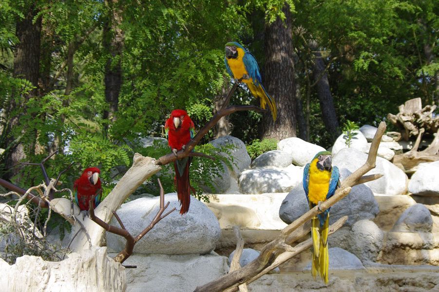 Les zoos de France Découvrez le Zoo de La Palmyre