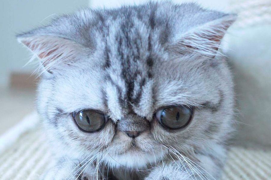 Herman Le Nouveau Chat Bizarre Prefere Du Web Herman Le Nouveau Chat Bizarre Prefere Du Web