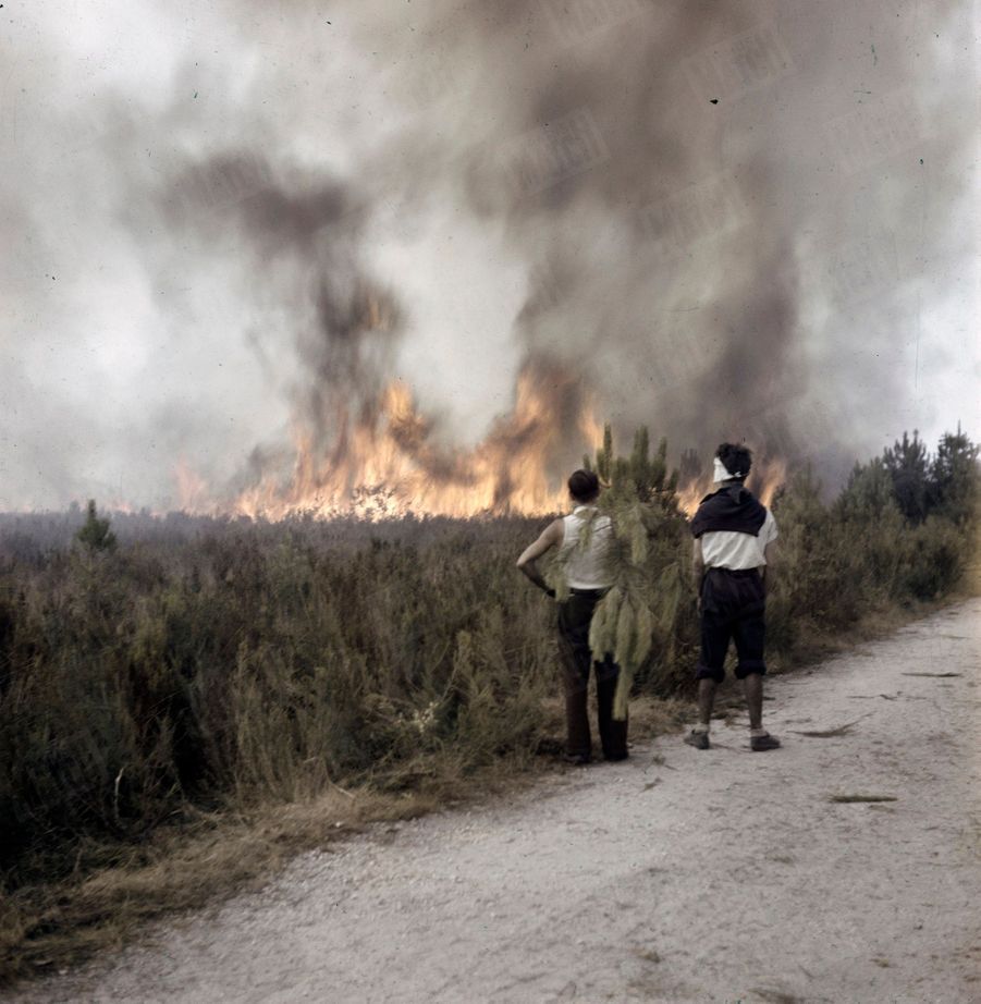 Au coeur du terrible incendie des Landes de 1949 - Feux Dans Les Landes