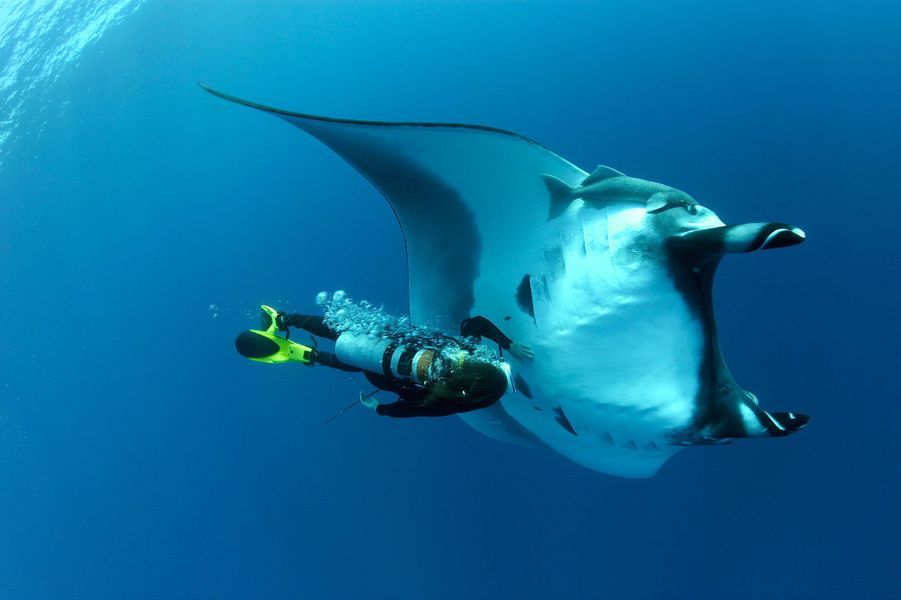 La raie manta géante prend la pose