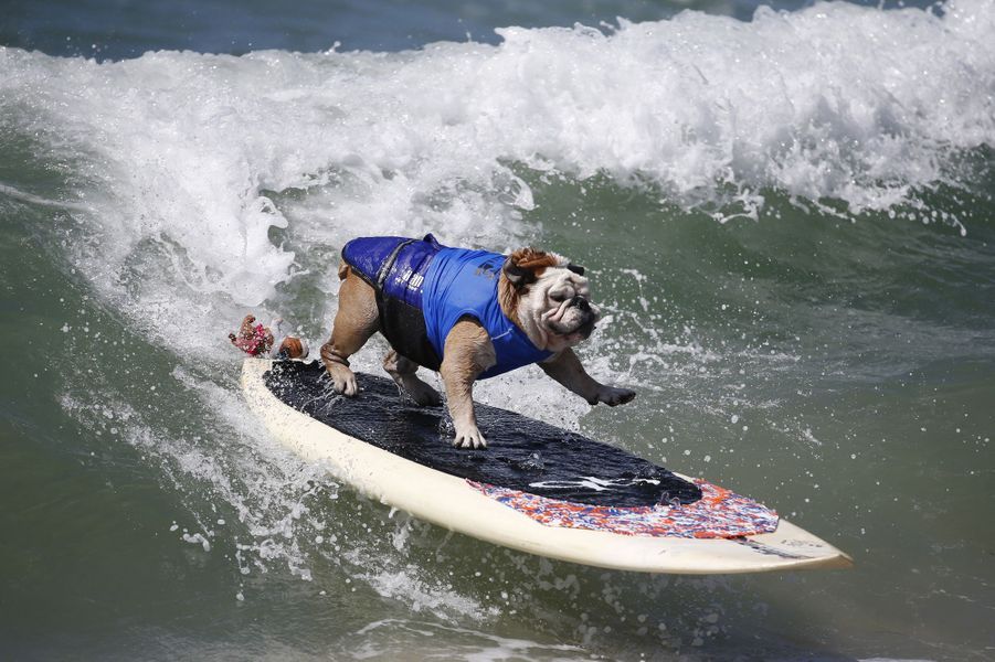 Les chiens surfeurs, des Landes à la Californie