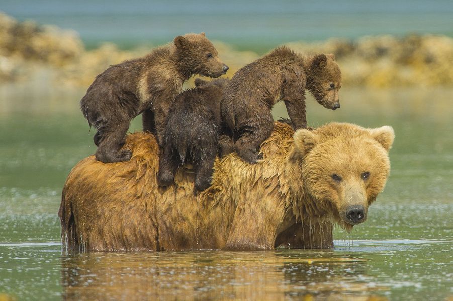 Une Semaine Chez Les Animaux Du 8 Septembre 2014 Au 14