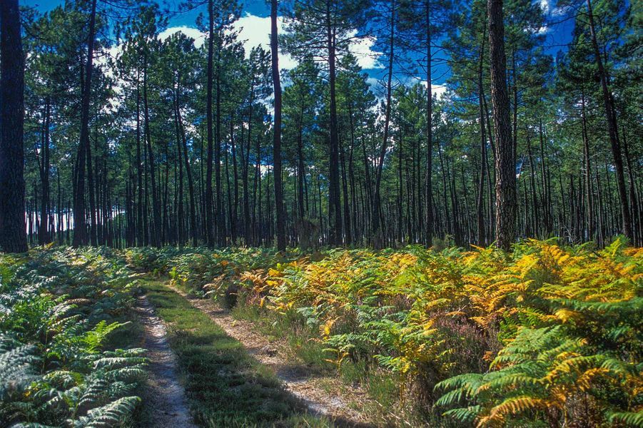 5 forêts pour profiter des balades d’automne en France