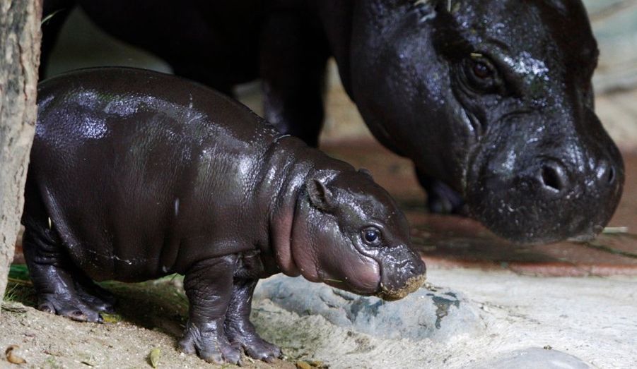 Zoo Beauval Camping Zoo de Beauval Camping pas cher près du zoo de Bienvenue sur mon