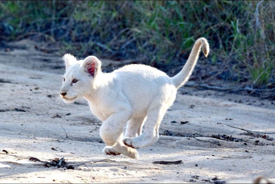 La Beaute Rare D Un Lionceau Blanc A L Etat Sauvage