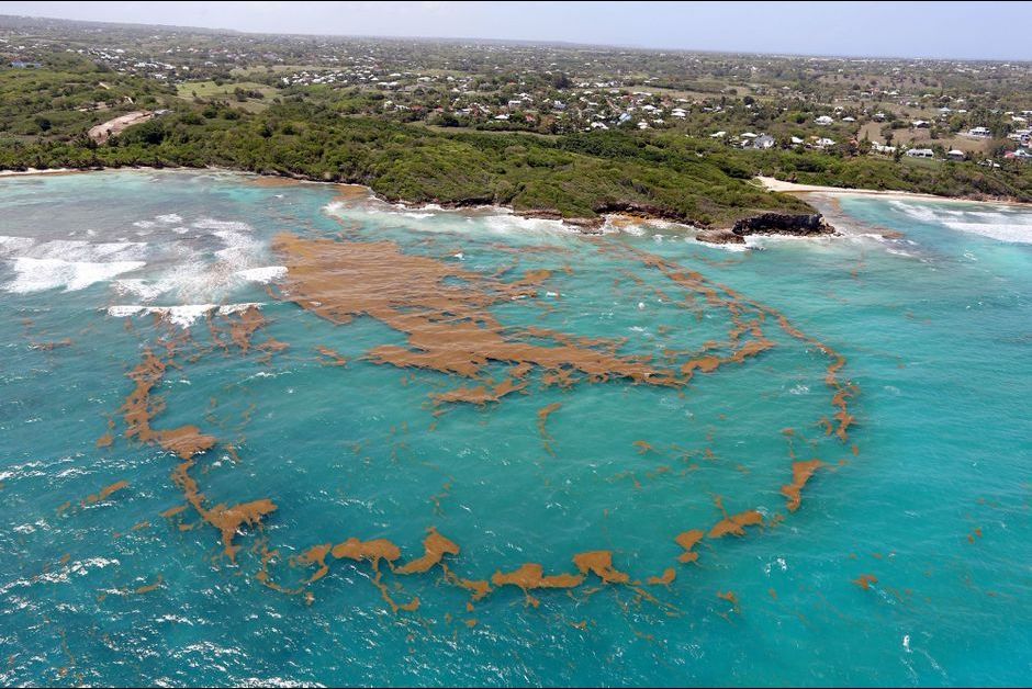 Les Horribles Sargasses Sont De Retour En Guadeloupe