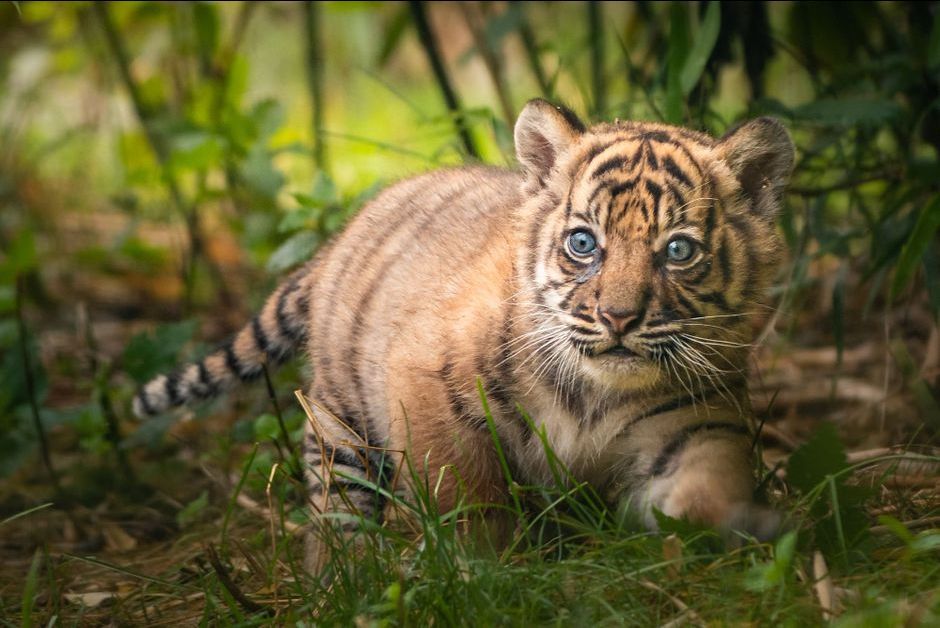 Naissance D Un Tigre De Sumatra Rarissime Dans Un Zoo De Pologne