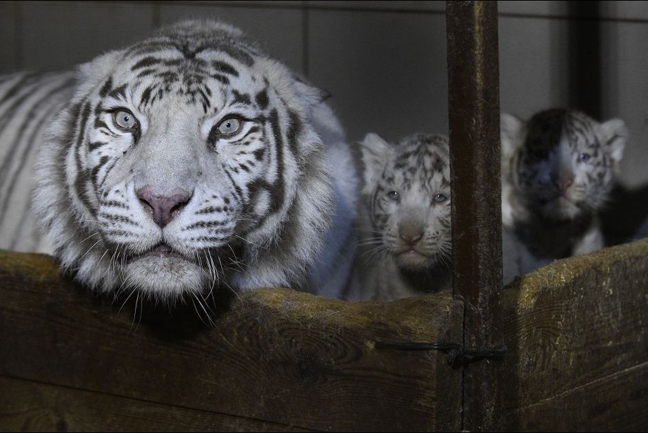 Trois Tigres Blancs Naissent Au Zoo D Amneville