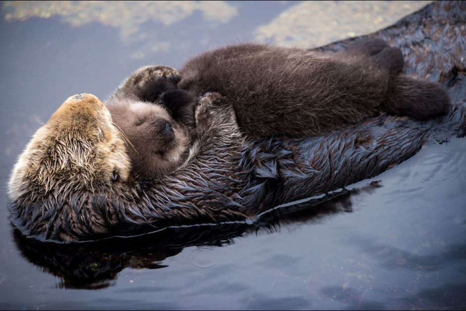 La Maman Loutre Jamais Sans Son Petit