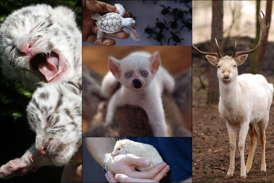 Felins Singes Reptiles Les Animaux Peuvent Aussi Etre Albinos