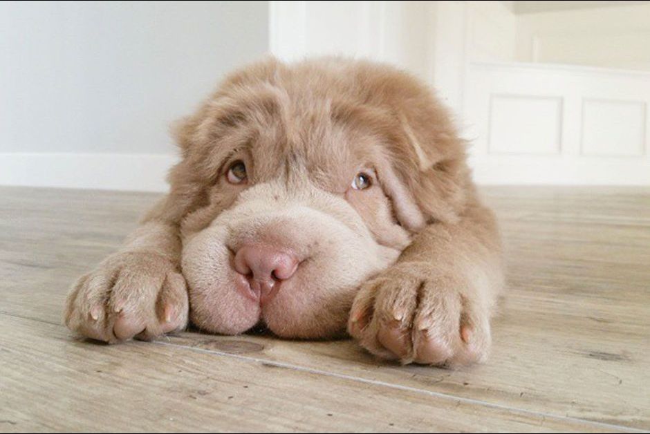 Tonkey Le Chiot Le Plus Mignon Du Monde Tonkey Le Chiot Le Plus Mignon Du Monde