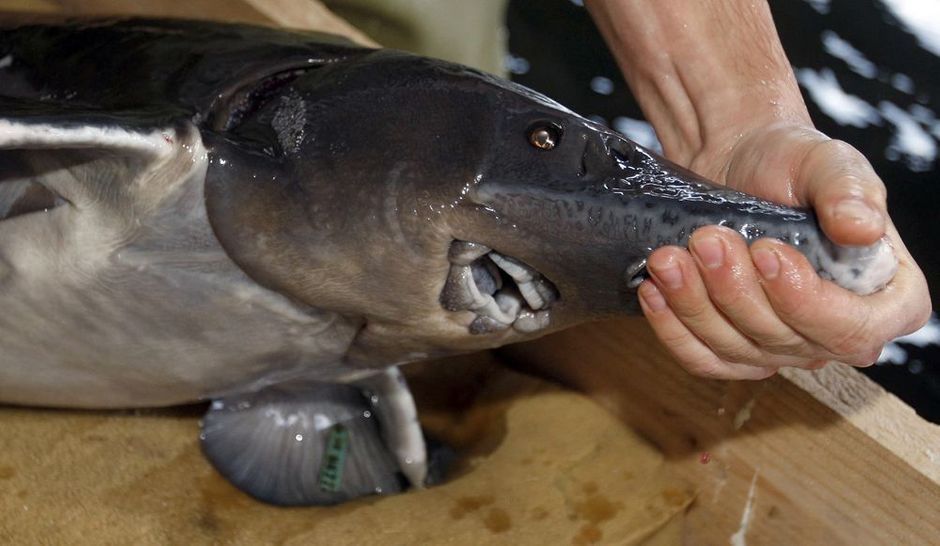 Caviar Production française record en 2010