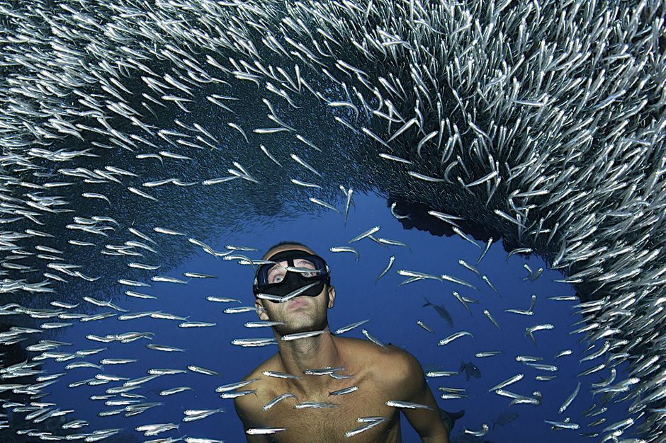Au milieu des poissons d'argent
