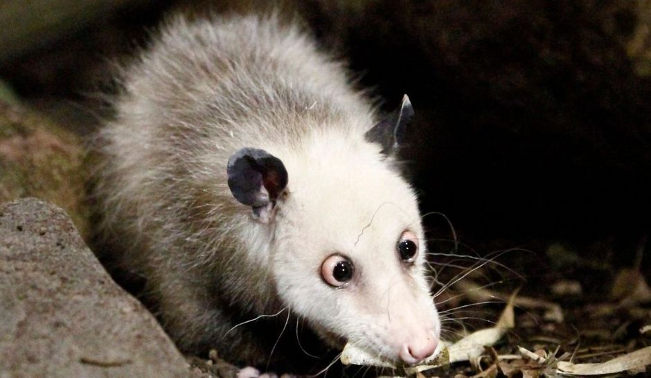 Heidi. Mort d’un opossum star