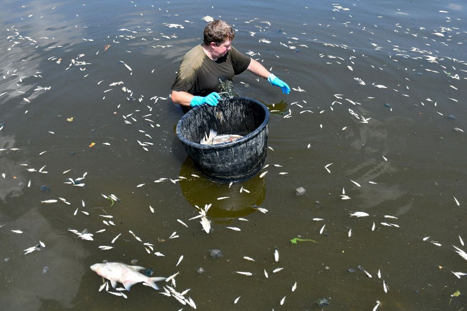 Canicule : des milliers de poissons morts dans le Rhin