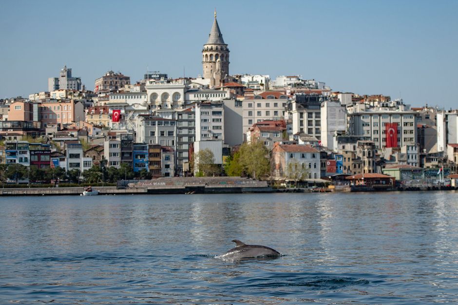 En Images Avec Le Confinement Les Dauphins Reviennent A Istanbul
