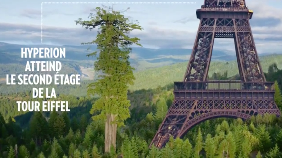L'arbre géant Hyperion, le séquoia de 115 mètres L'arbre géant Hyperion, le séquoia de 115 mètres
