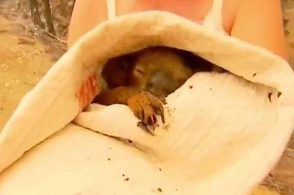Il avait été sauvé des flammes par une femme : le koala ...
