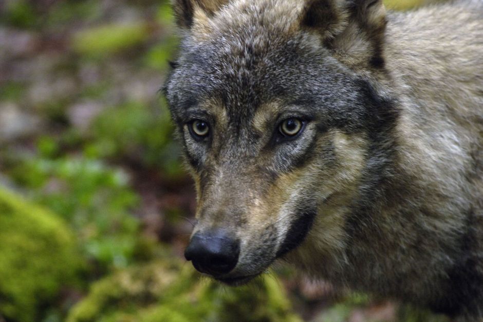 Loup en france 2021