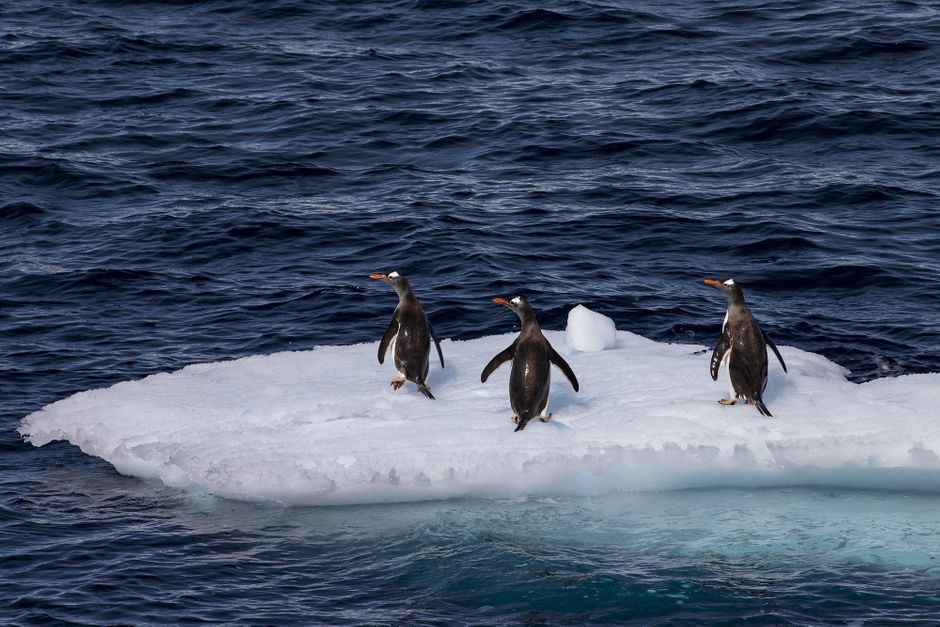 Les B b s Manchots Presque Tous Morts Cause De La Fonte Des Glaces les-b-b-s-manchots-presque-tous-morts-cause-de-la-fonte-des-glaces