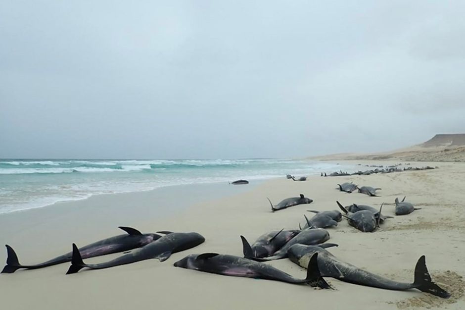 les images atroces de l hecatombe de dauphins au cap vert