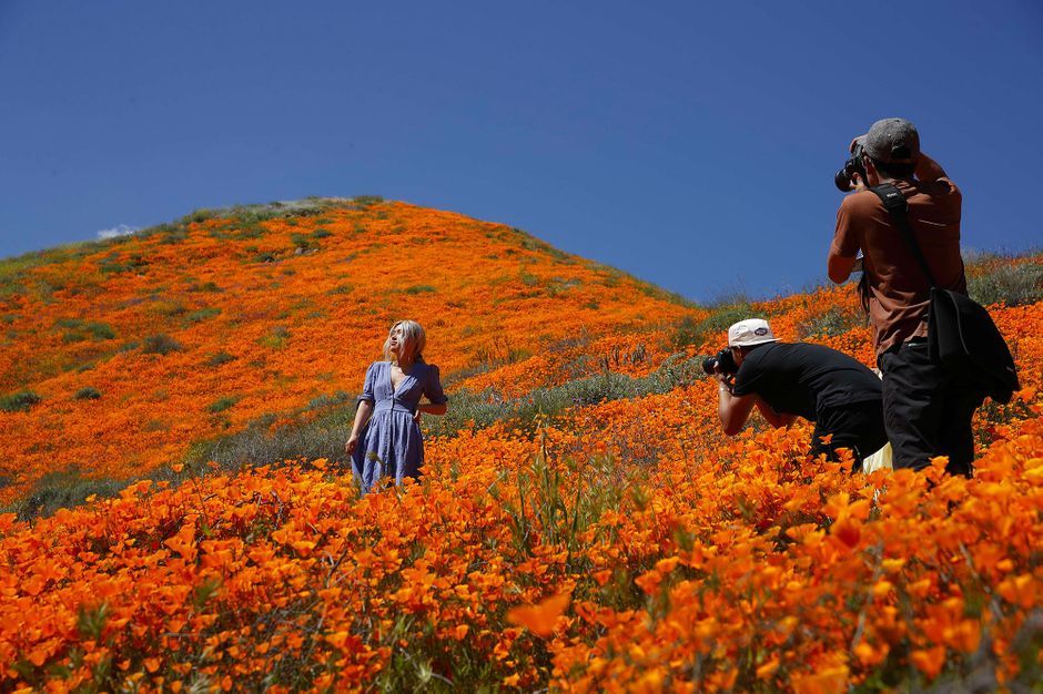 Un Champ De Coquelicots Massacre A Cause D Une Instagrammeuse