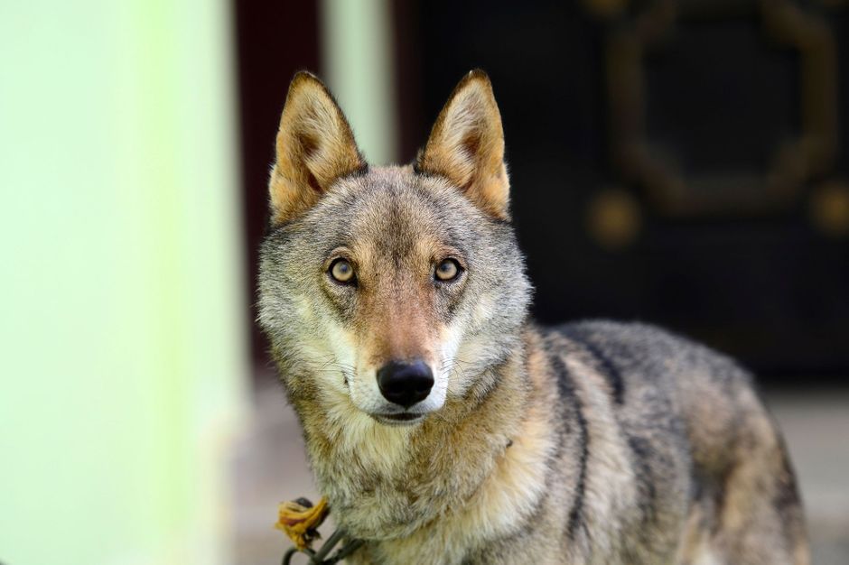 Un Loup Filme Pres D Un Petit Village En Charente Un Loup Filme Pres D Un Petit Village En Charente