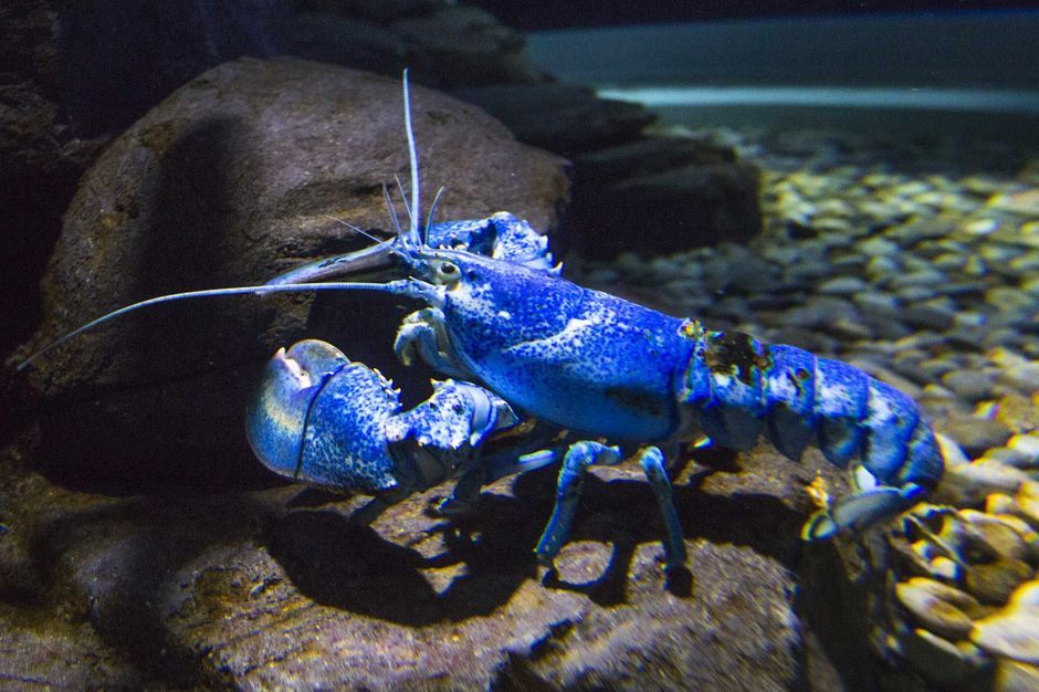 Un très rare spécimen de homard bleu pêché en Bretagne