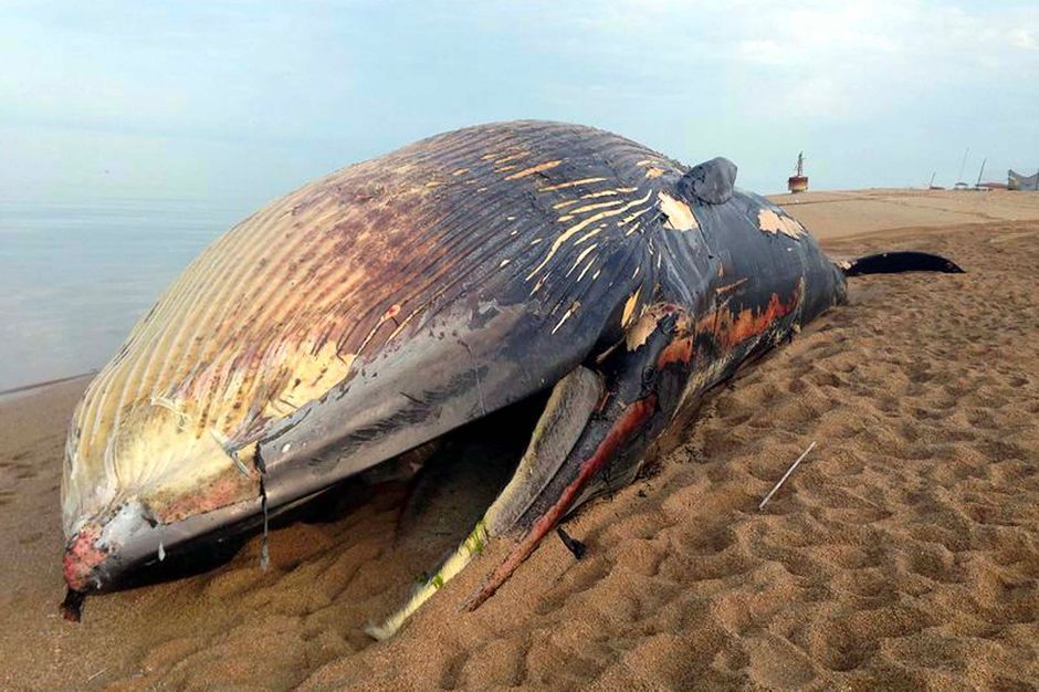 Une rare baleine bleue retrouvée morte en Namibie